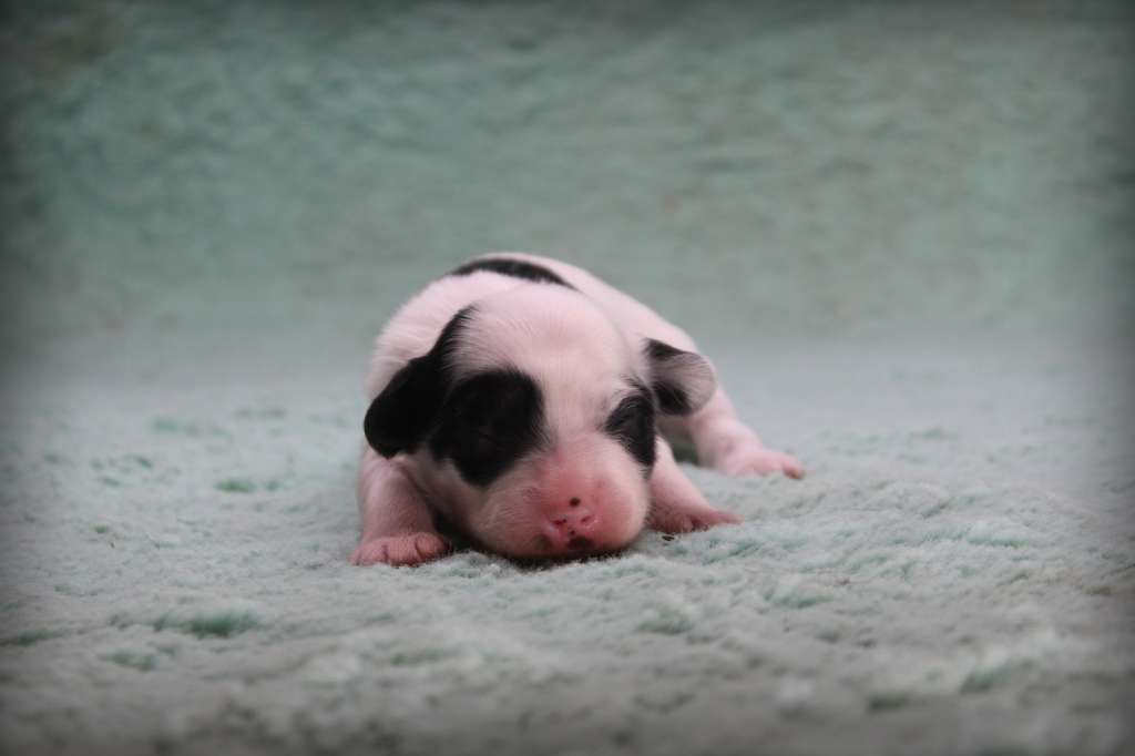 Valentine's Gift Am-Ju-Ma FCI