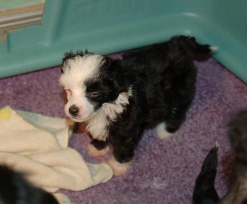 Gotcha All Holliwould