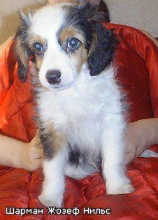 Sharman Zhozef Nil's 