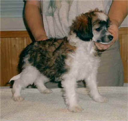 Kiikunkaakun Enne Uni