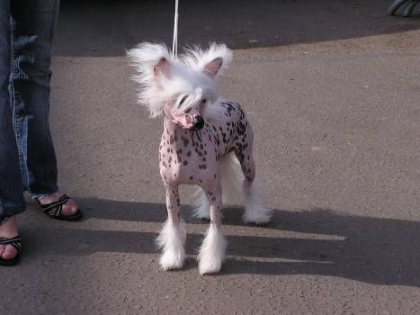 Shranae Manhatten Blueprint