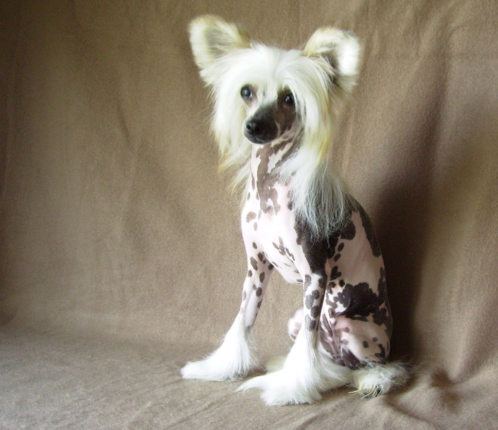 Equiss Little Miss Muffet