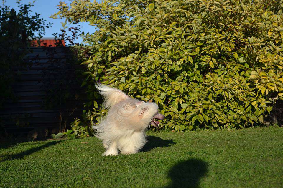 Landkris Genry O'Neel