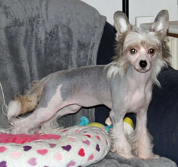 Silkencrest Emma Peel