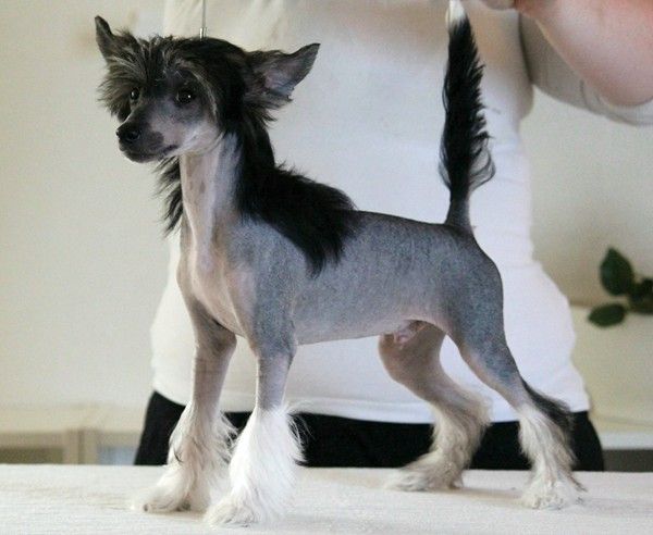 Rimabra's Bite My Dust