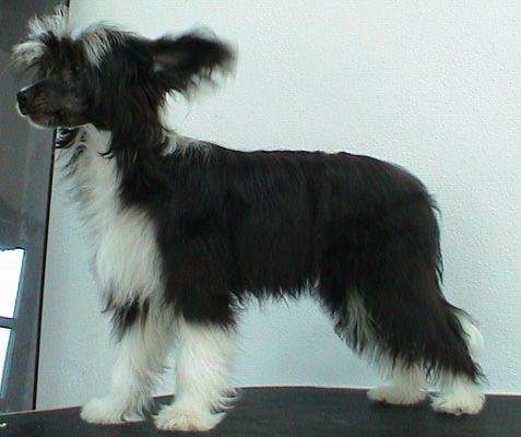 Magic Carpet's Gentle Melody