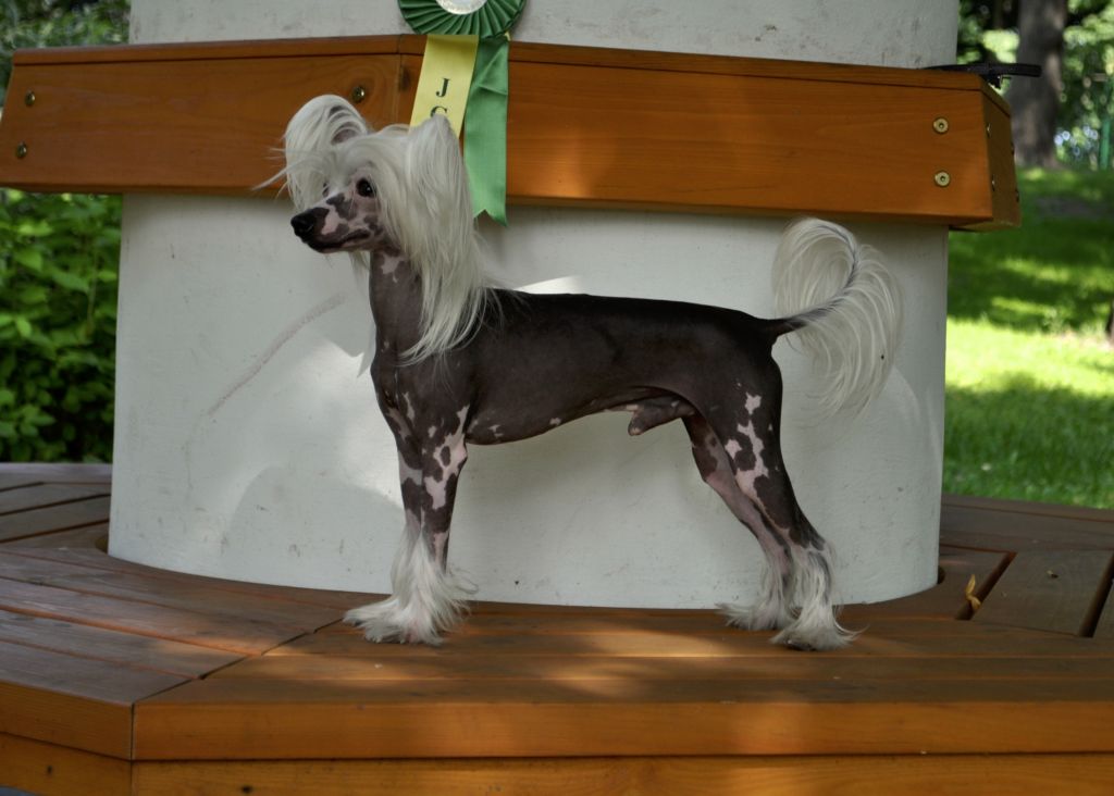 Ambassador Grand Triumph