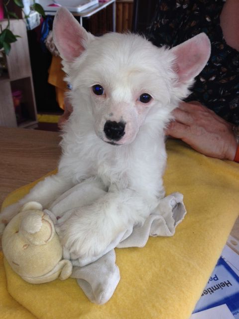 Little Rehma's Blue Bell