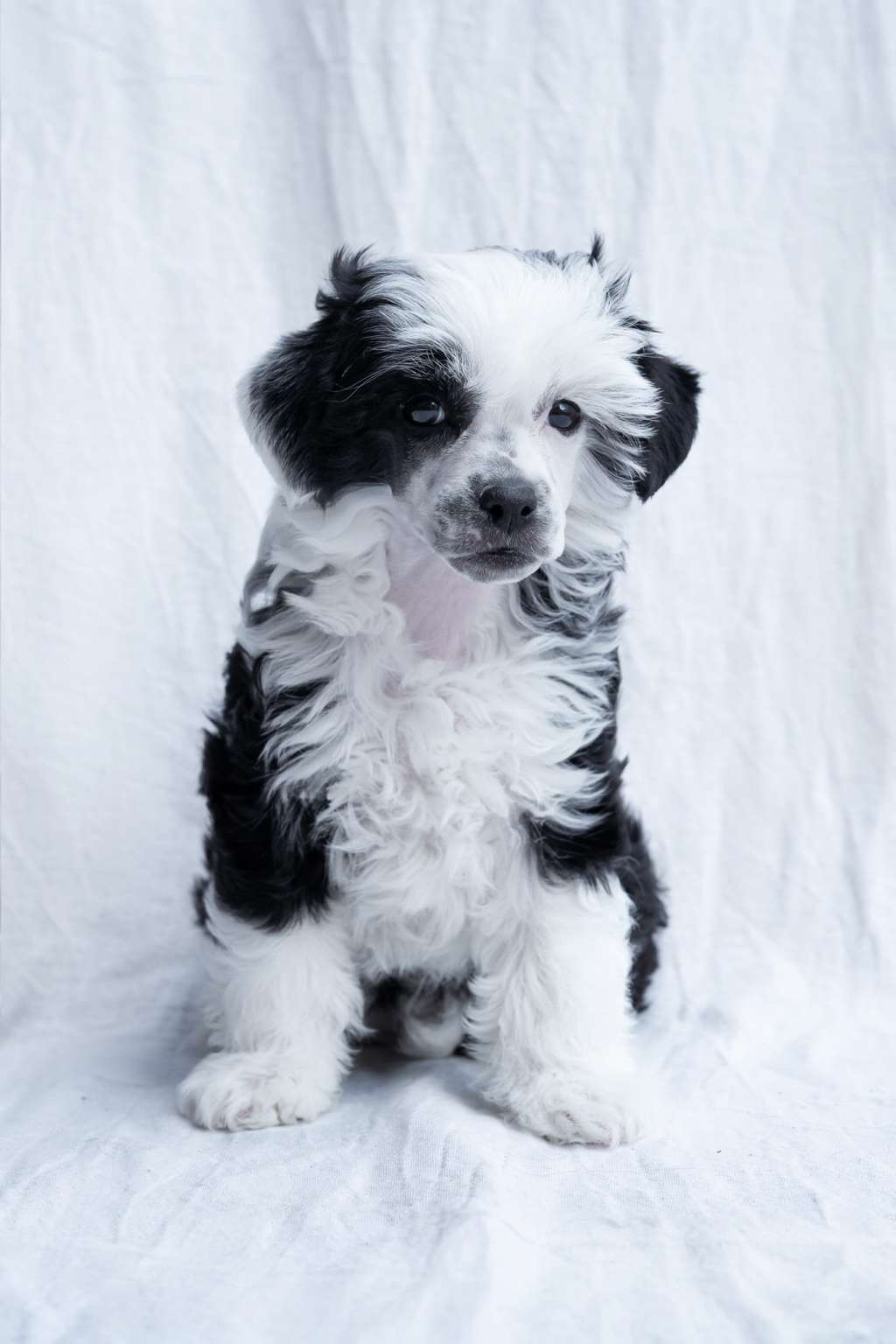 Aglaia Rose Toronto Bohemia