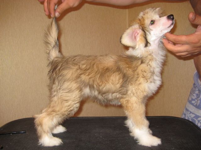 Dogland Happy Ursula