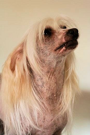 Tournais Drop It Like Its Hot