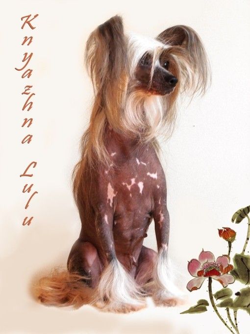 Knyazhna Lu-Lu Black of Channel