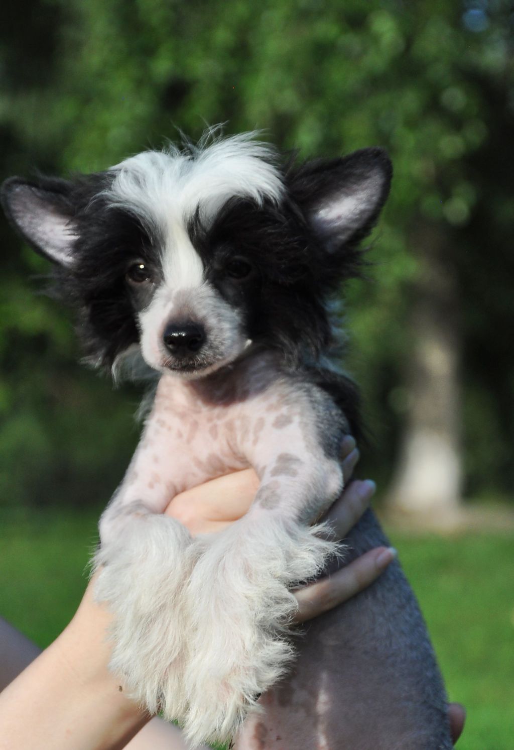 Crystal Soul Black Knight