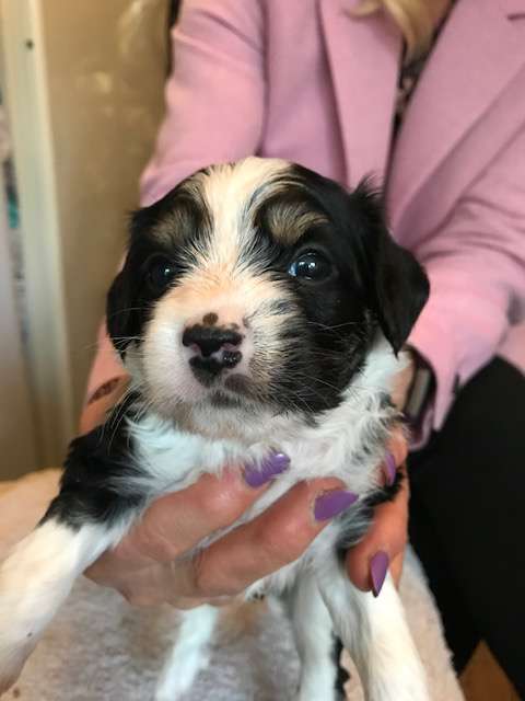 Konishiki Naughty But Nice