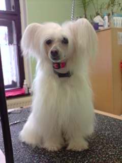 Galliana El Ibero Al Maarii Sapphire