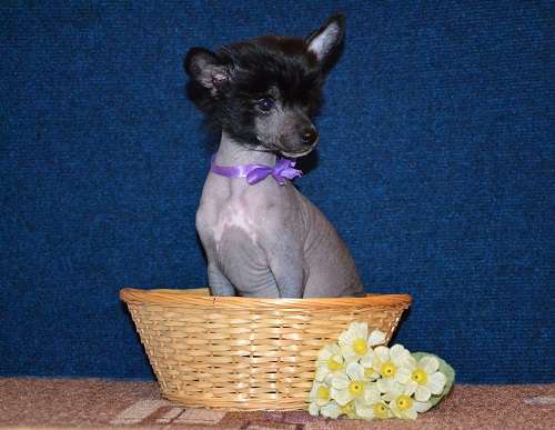 Feeriya Magic Diamant