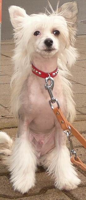 Frendor's Velvet Willow