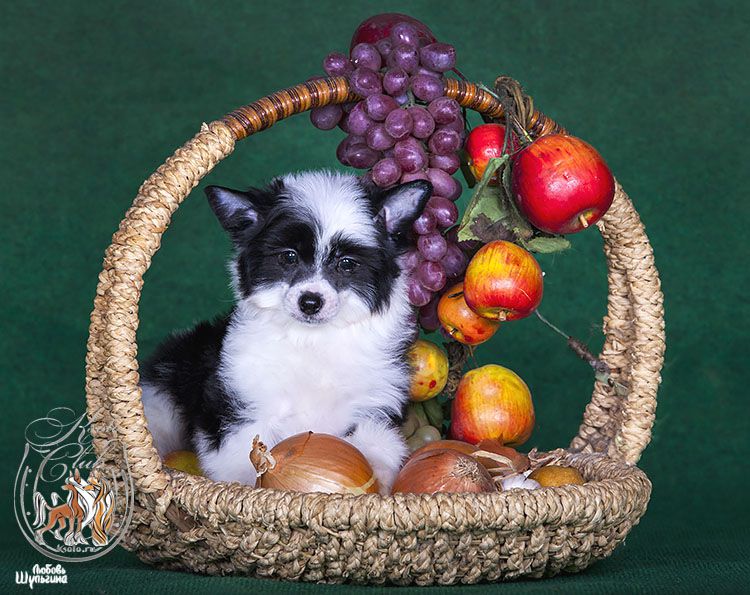 Ksolo Club Izumrud at CandyCresteds