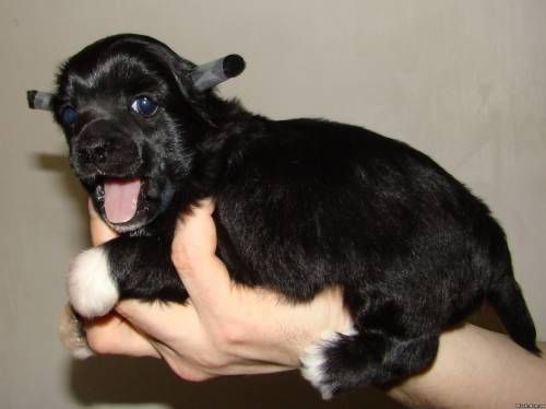 Gusar Davidov iz Hohlyandii