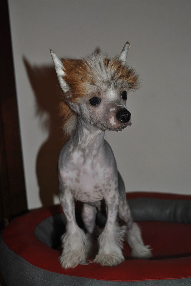 Stars at Sea Scotch Bonnet