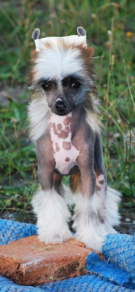 Little Dog Of Dream Northern Queen