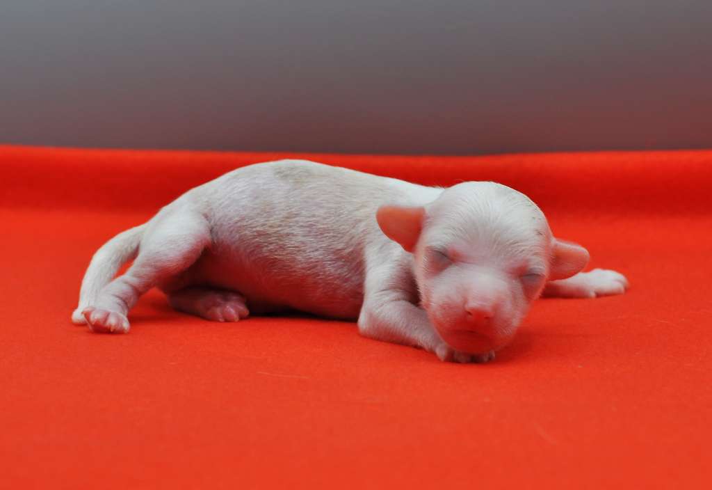 Victory?s Laurel Nice For What