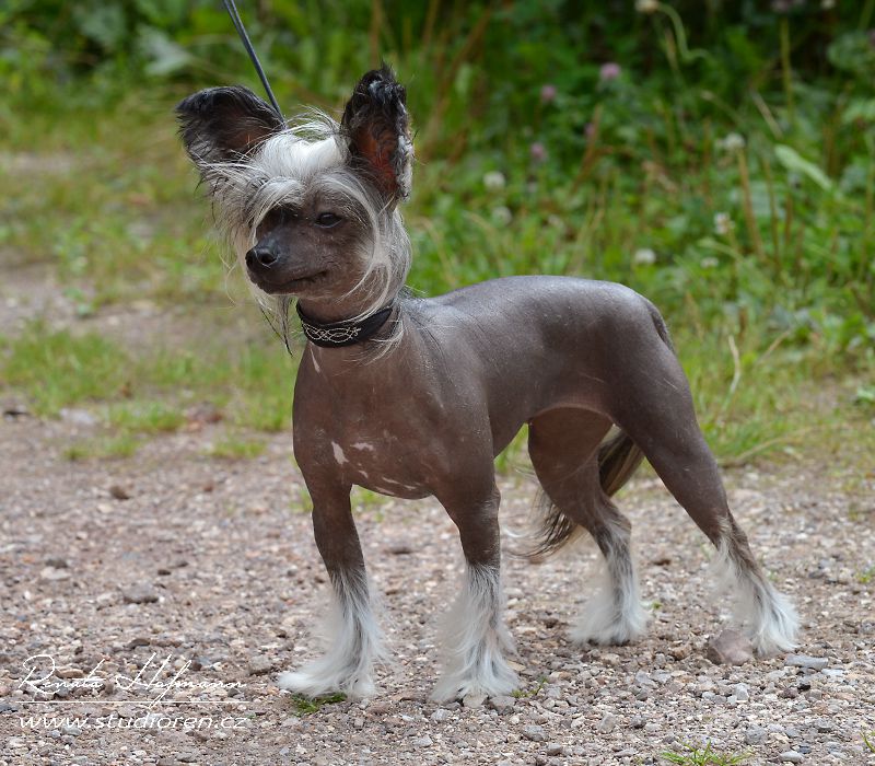 Bellatrix z Jestrebiho kralovstvi