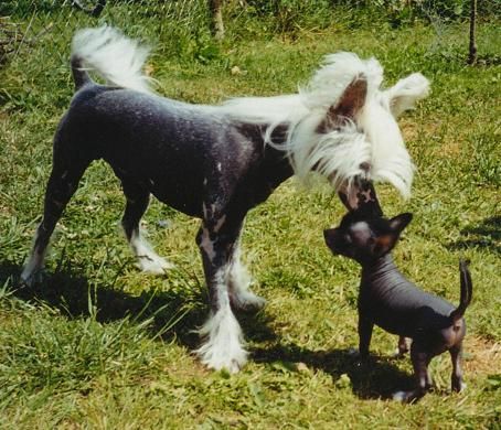 Trollmyren's Criss Cross