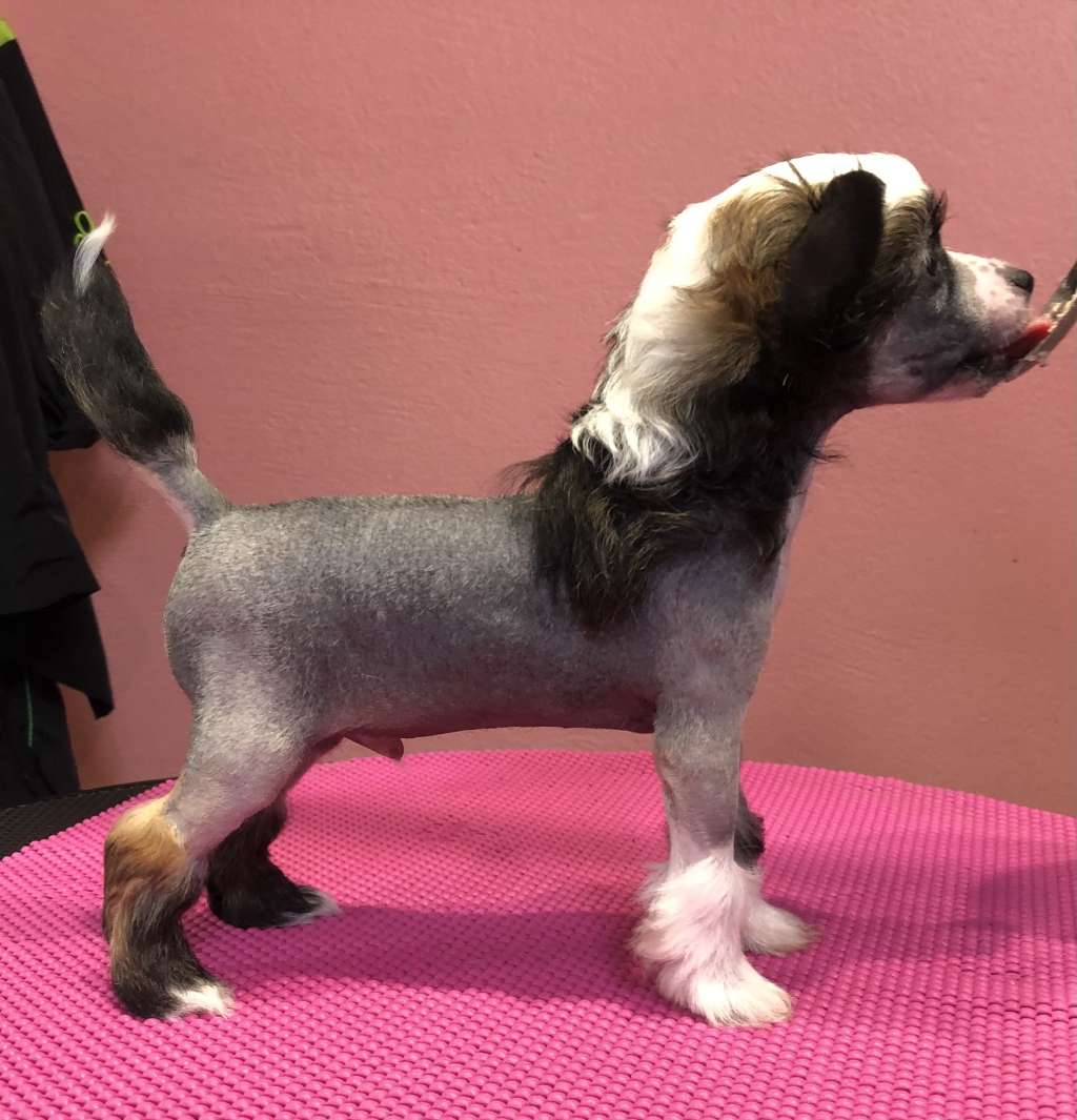 Wild Night's Top Gun