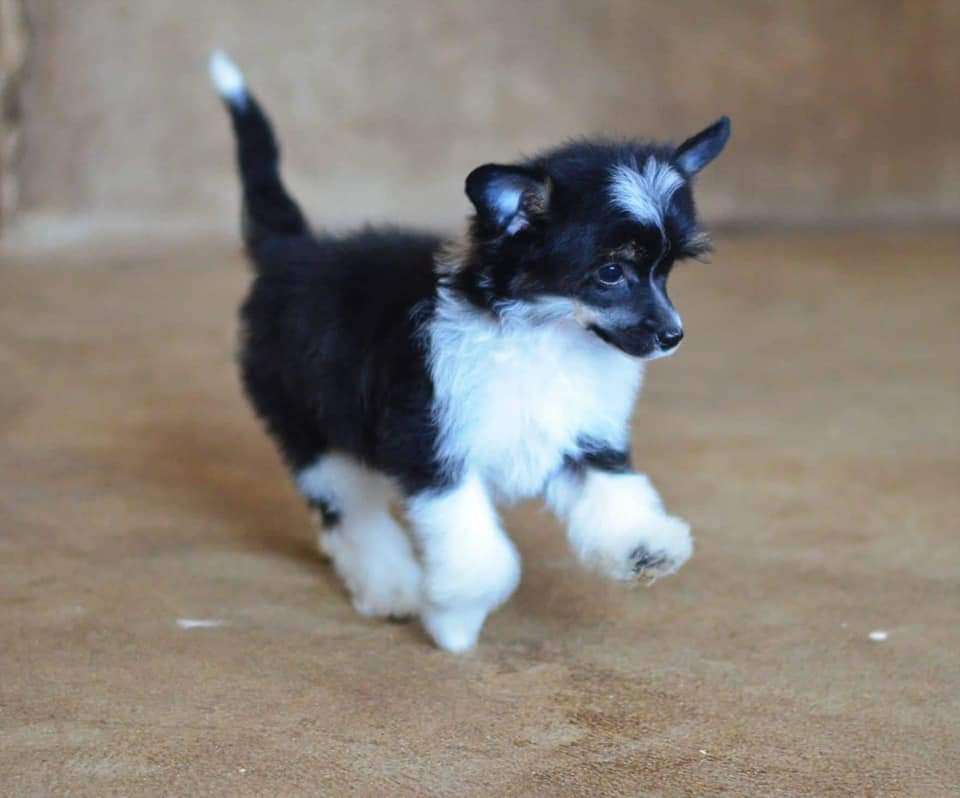 Karina iz Sozvezdiya Khana