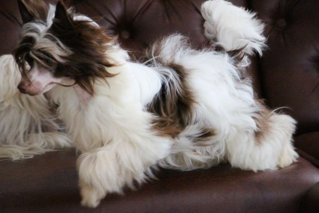 Ovatii Shakira Shawl