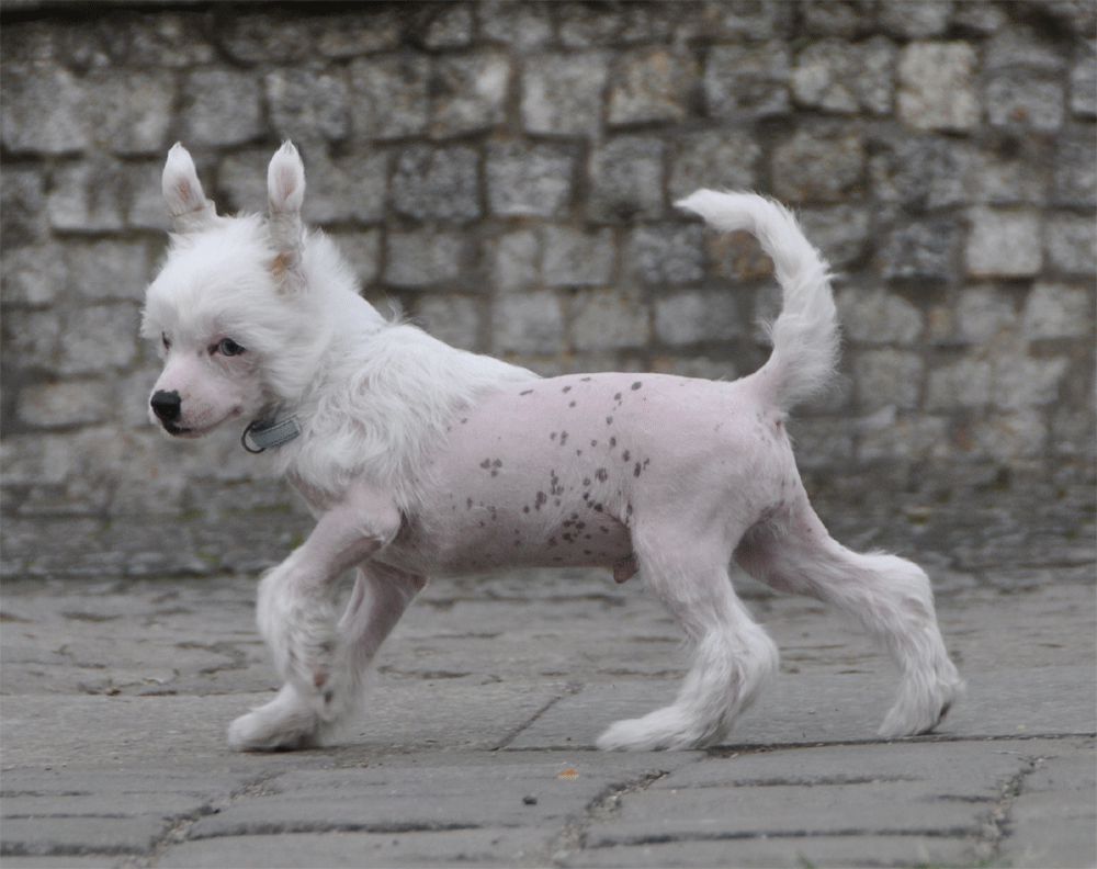 Funny Naked Black Dragon