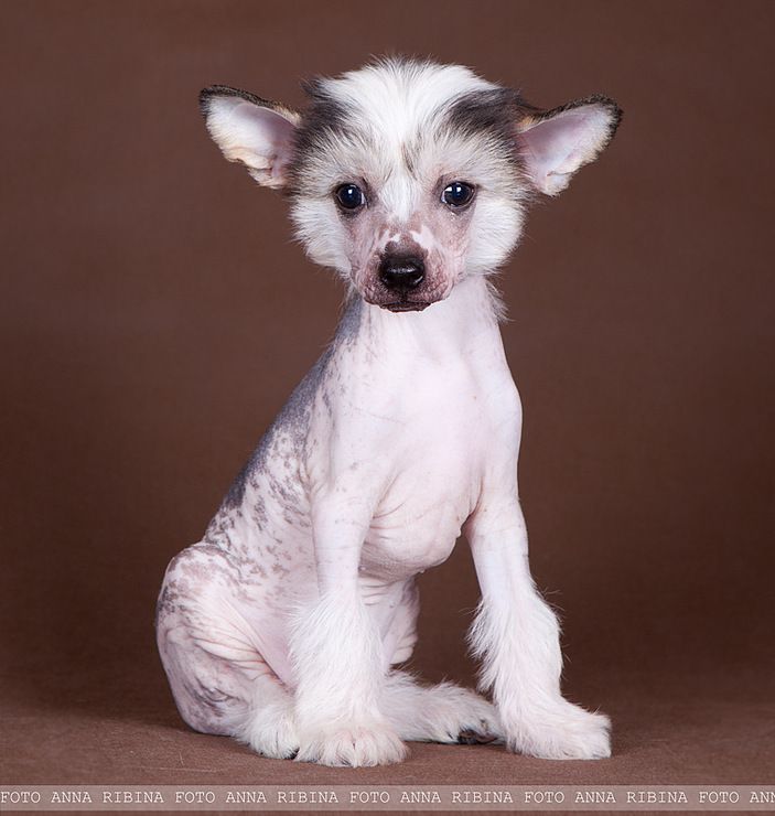 Dogland Happy Mary Jane