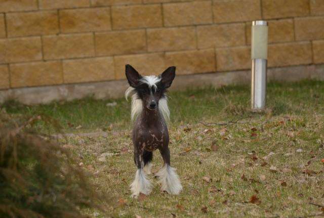 Golden Diamond Cresteds Bluebonnet