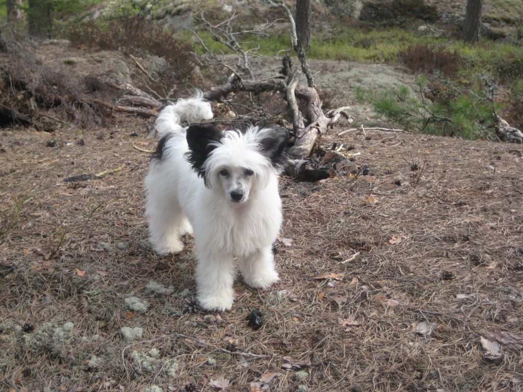 De La Mahafu's Love Angels Gypsy