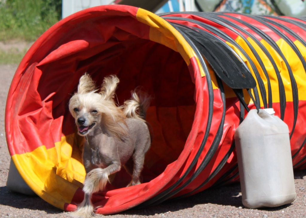 Windy Willow's African Queen