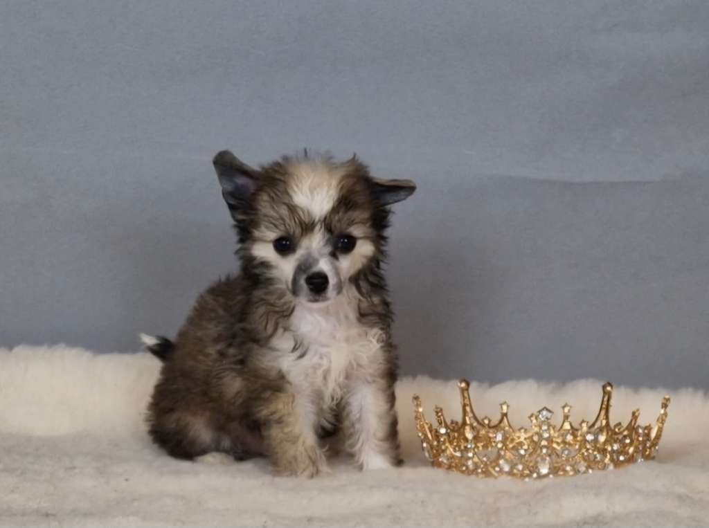 Rowena Ravenclaw von Natelberg