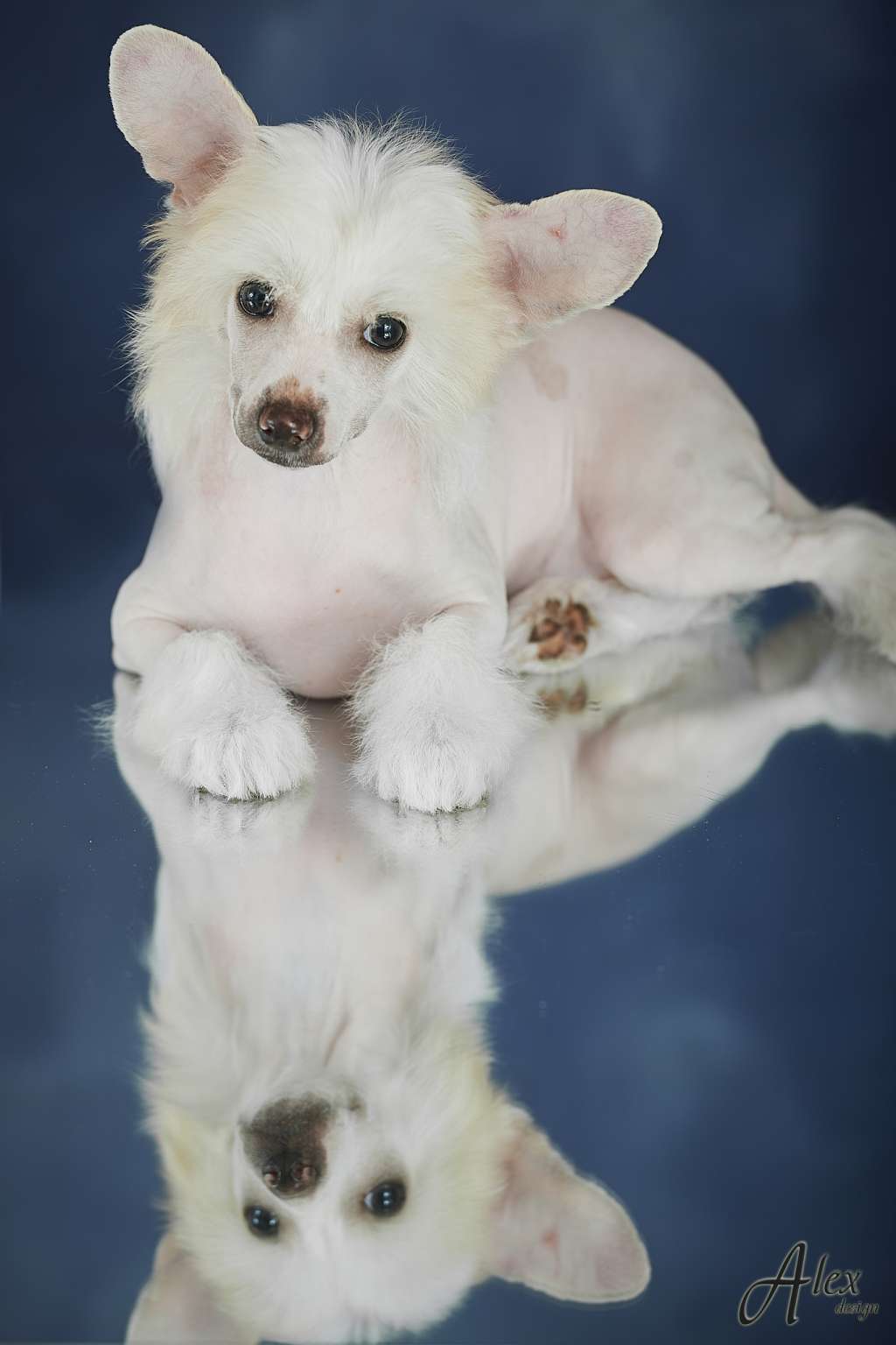 Kraspamir Fifth Element