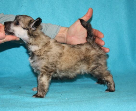 Honk If You Like Me of Angel's Legacy