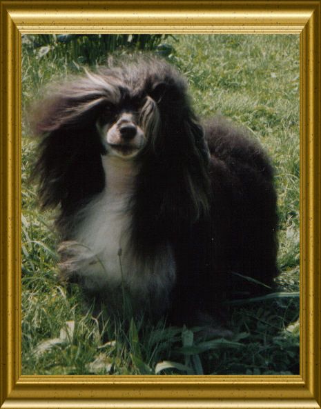 Crest vom Höllgrund