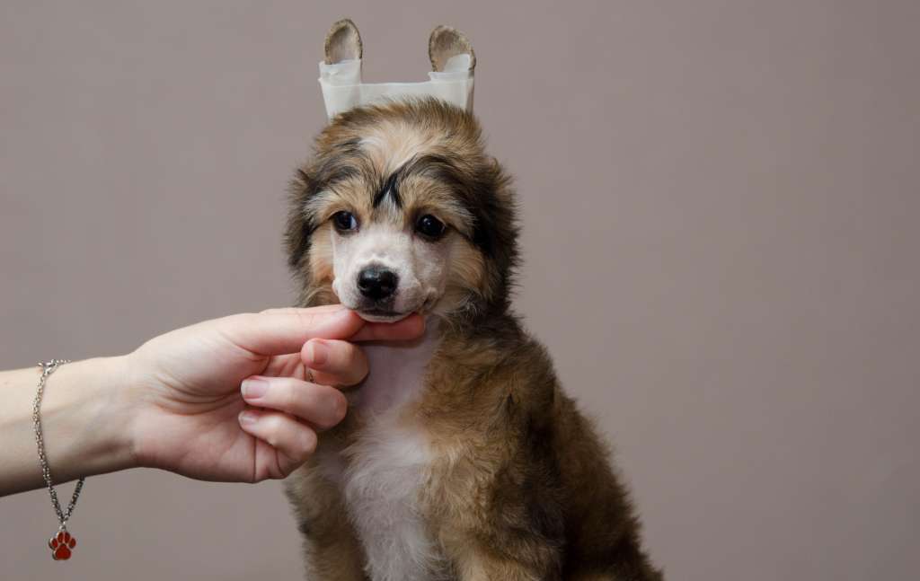 Anna Sky Kennel Trinity