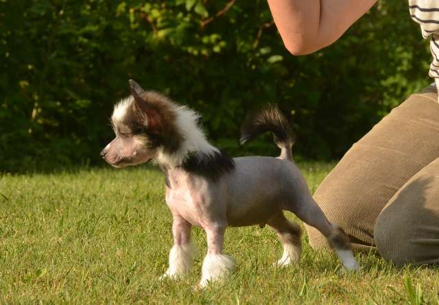 Golden Diamond Cresteds Sabatini