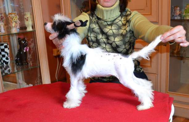 Vellar Pljus Dzhina Lolobrijida