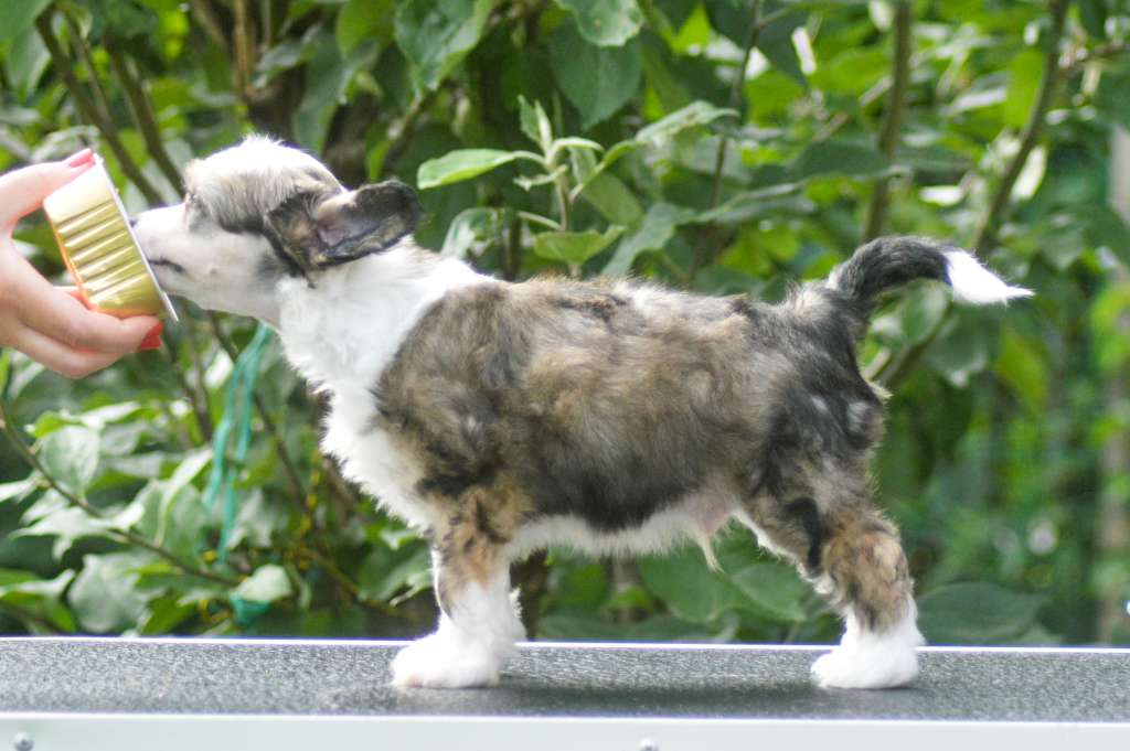 Sukansyöjän Been To Bermuda