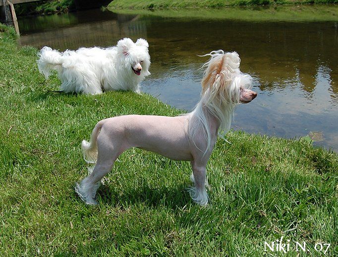 Faetura's Arrival Of The Carnival