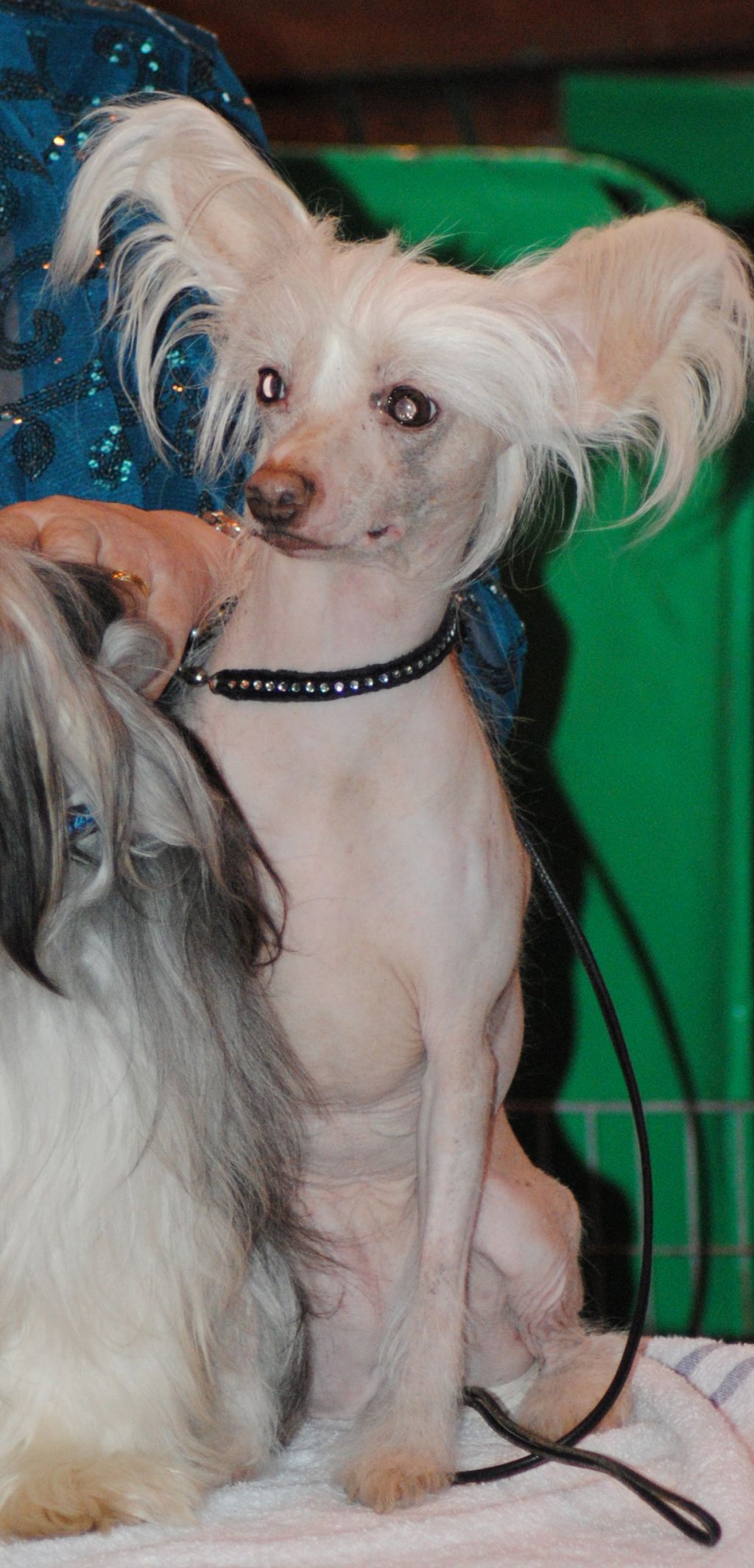 Yorcrechi's Sea Hollie