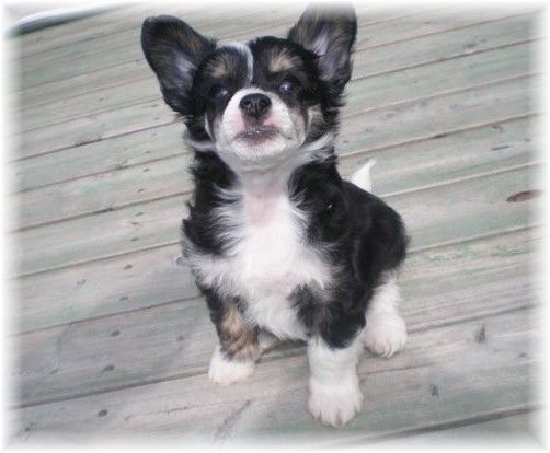 Shandor's Dazzling Dexter