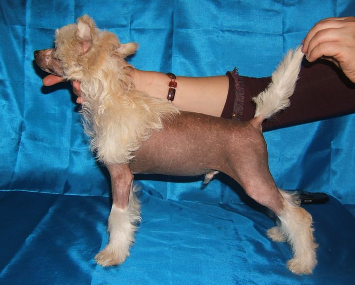 Shanel Glamour Snow Kristal