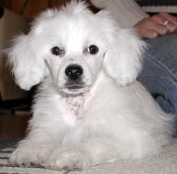 Willow Star's HeartAttack