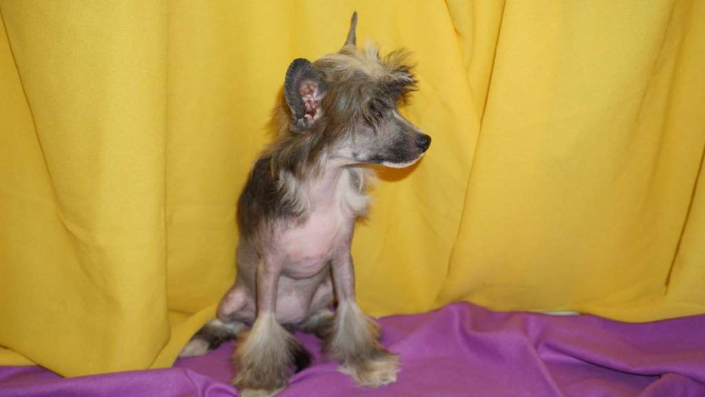 Katarina Planet Of Dream